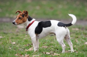 JackRussellTerrierBreed