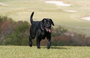 LabradorRetrieverBreed