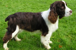 SpringerSpanielBreed